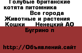 Голубые британские котята питомника Silvery Snow. - Все города Животные и растения » Кошки   . Ненецкий АО,Бугрино п.